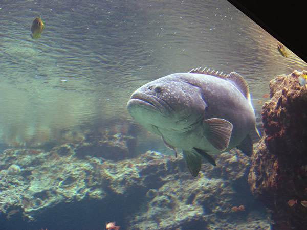 古代魚のフリー写真素材 無料画像