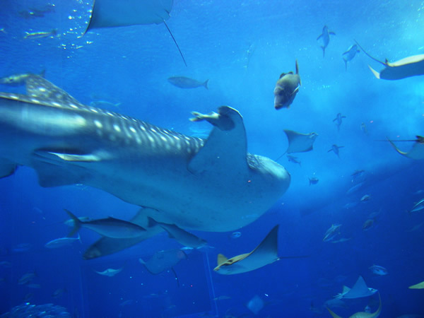ジンベエザメのフリー写真素材 無料画像