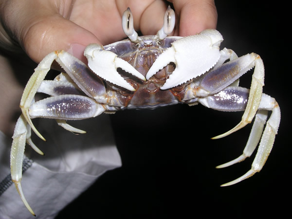 沖縄のカニ 蟹 のフリー写真素材 無料画像