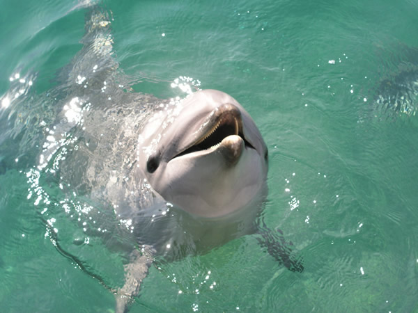 笑うバンドウイルカ 海豚 のフリー写真素材 無料画像