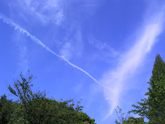 森と青空と飛行機雲