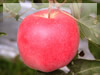 林檎（リンゴ）・陸奥（むつ）のフリー写真