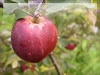 リンゴ・北斗の無料写真