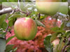リンゴ（陸奥）のフリー画像