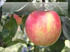 リンゴ（津軽）の無料画像
