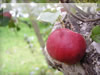 りんご（新世界）のフリー写真素材