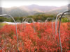 ブルーベリー畑（紅葉）の無料写真素材