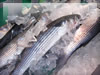 市場の魚のフリー写真素材