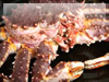 タラバ蟹の無料素材