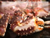 蟹の鋏のフリー写真素材