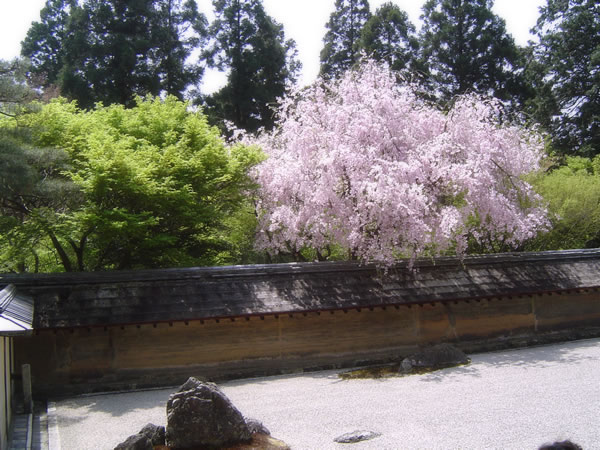 京都の桜と庭園