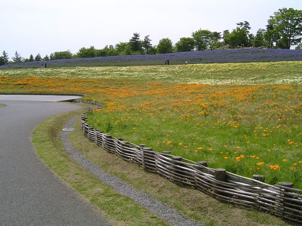 国営昭和記念公園のフリー写真素材　無料画像