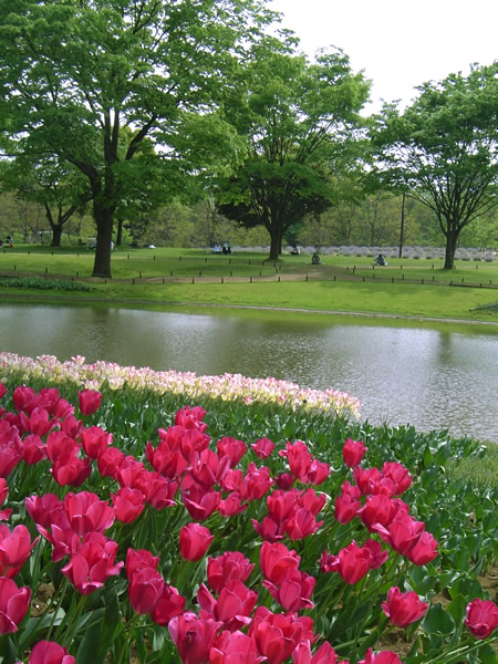 チューリップと池（昭和記念公園）のフリー写真素材　無料画像037