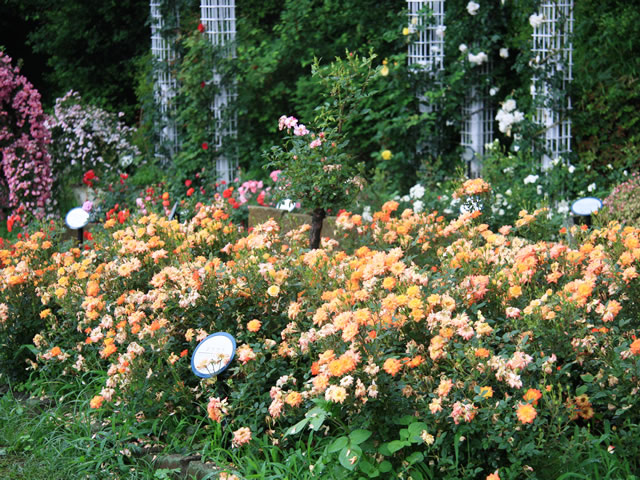 庭園 バラ園 のフリー写真素材 無料画像