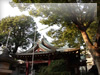 稲荷森稲荷神社とケヤキの木のフリー画像