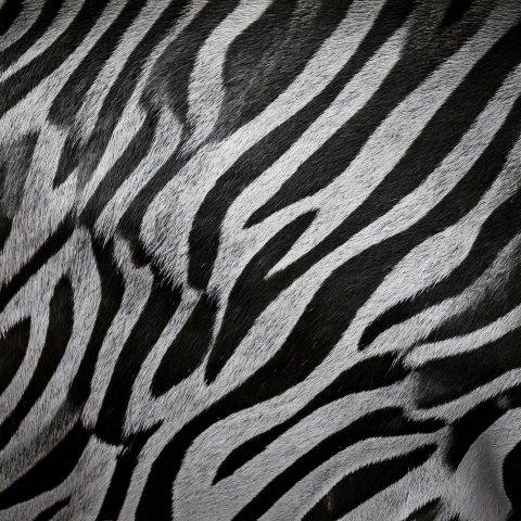 ゼブラ柄の毛皮のテクスチャー